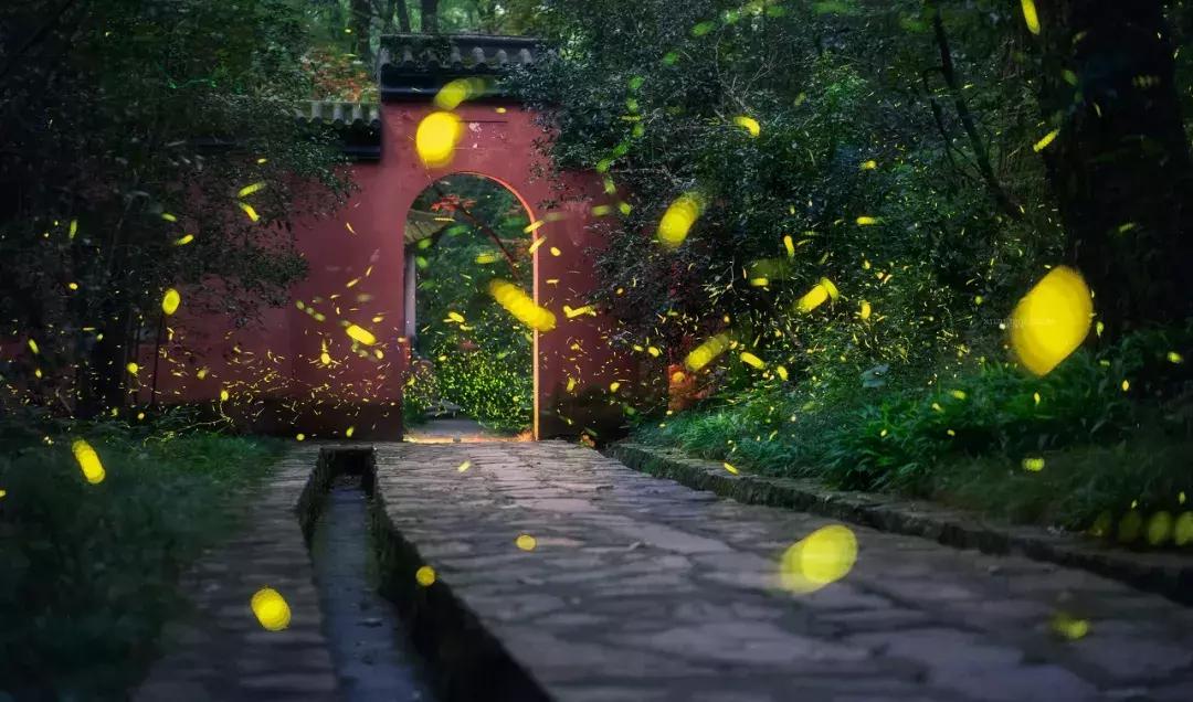 灵谷寺萤火虫7月,灵谷寺萤火虫目前还有吗