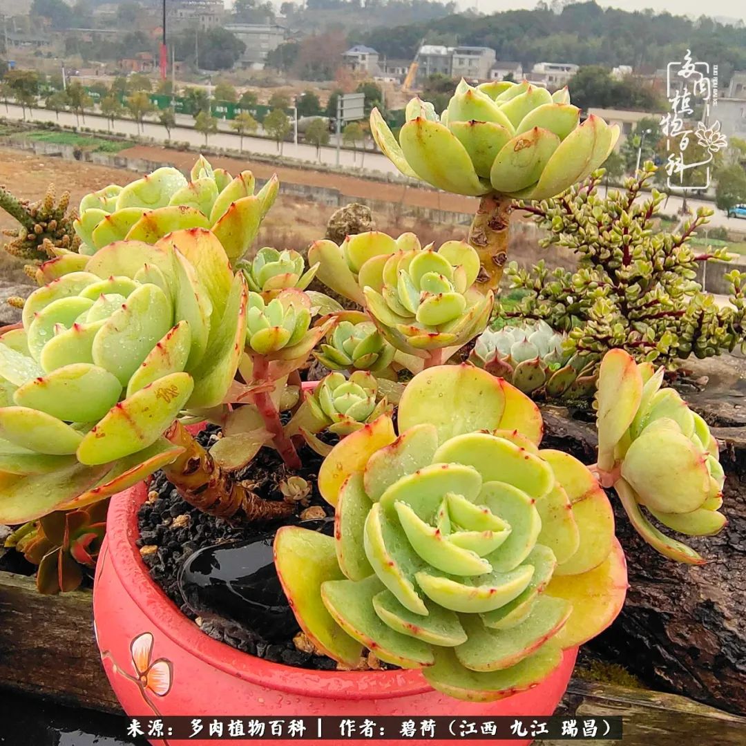养了五年的多肉看到岁月的痕迹,经过一年春夏秋冬的轮回