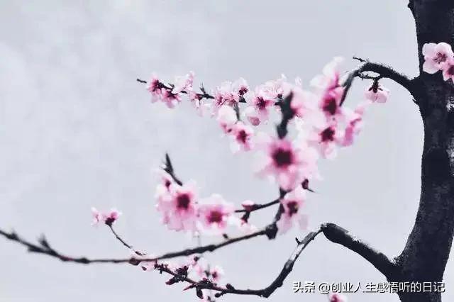 才华横溢令人惊呆的诗,才华横溢十首诗