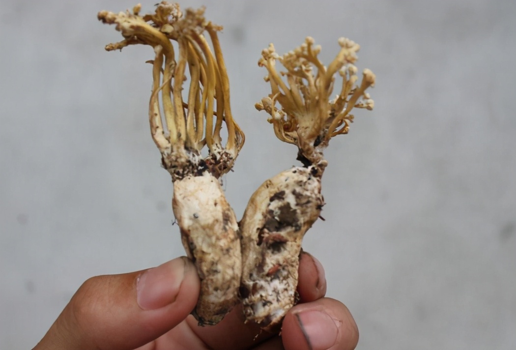 山上虫草种类及寻找时间,山里的野生虫草