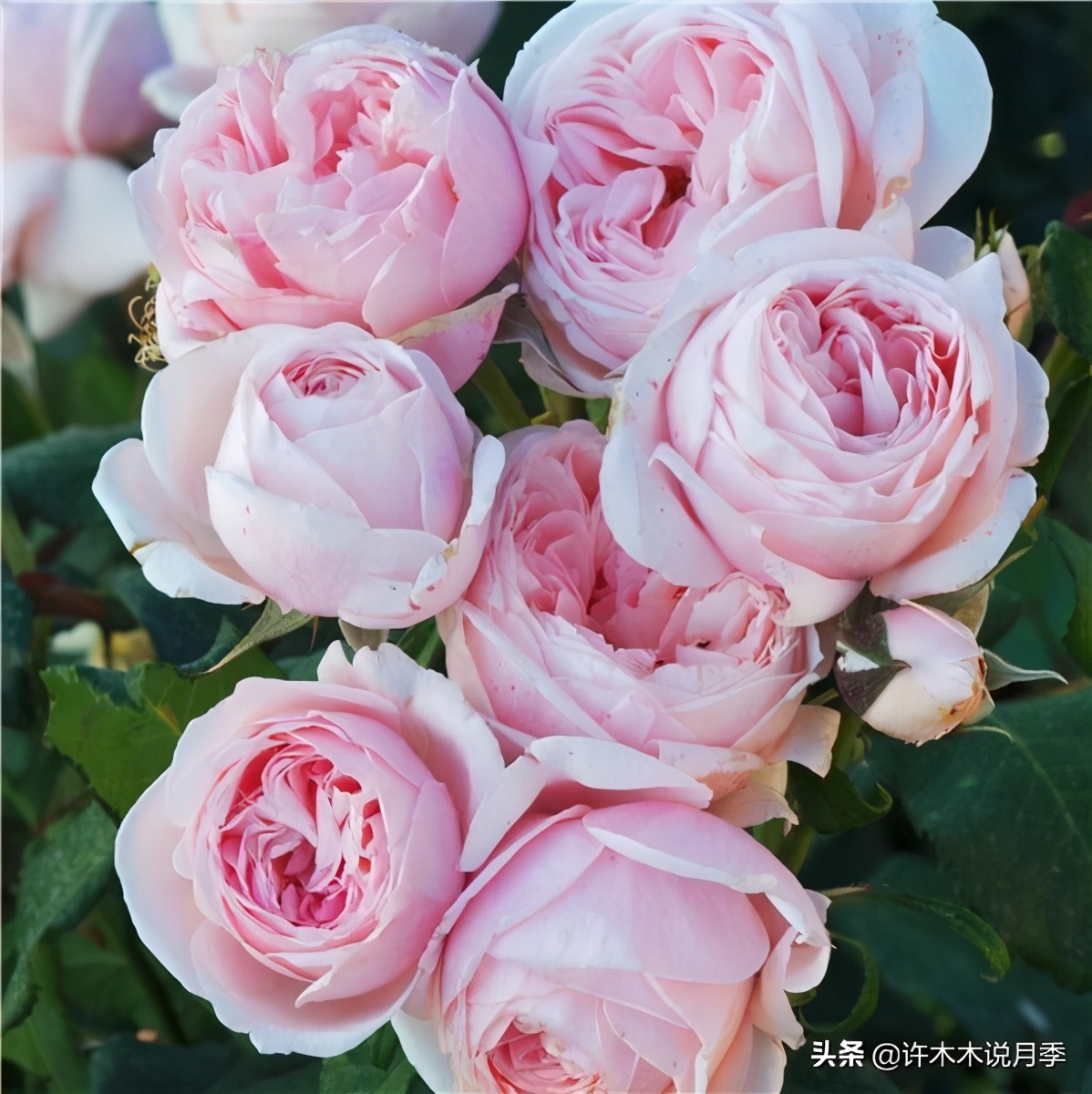 月季品种大全怎样养好月季,月季哪个品种好养一点