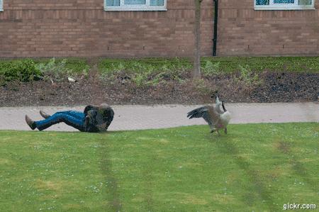 有蛇的地方养鹅,大鹅粪便真的能杀死蛇吗