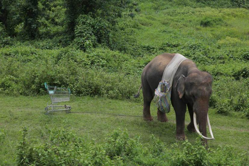 一条公路，一人一象，《亲爱的大笨象》更是在告别过去