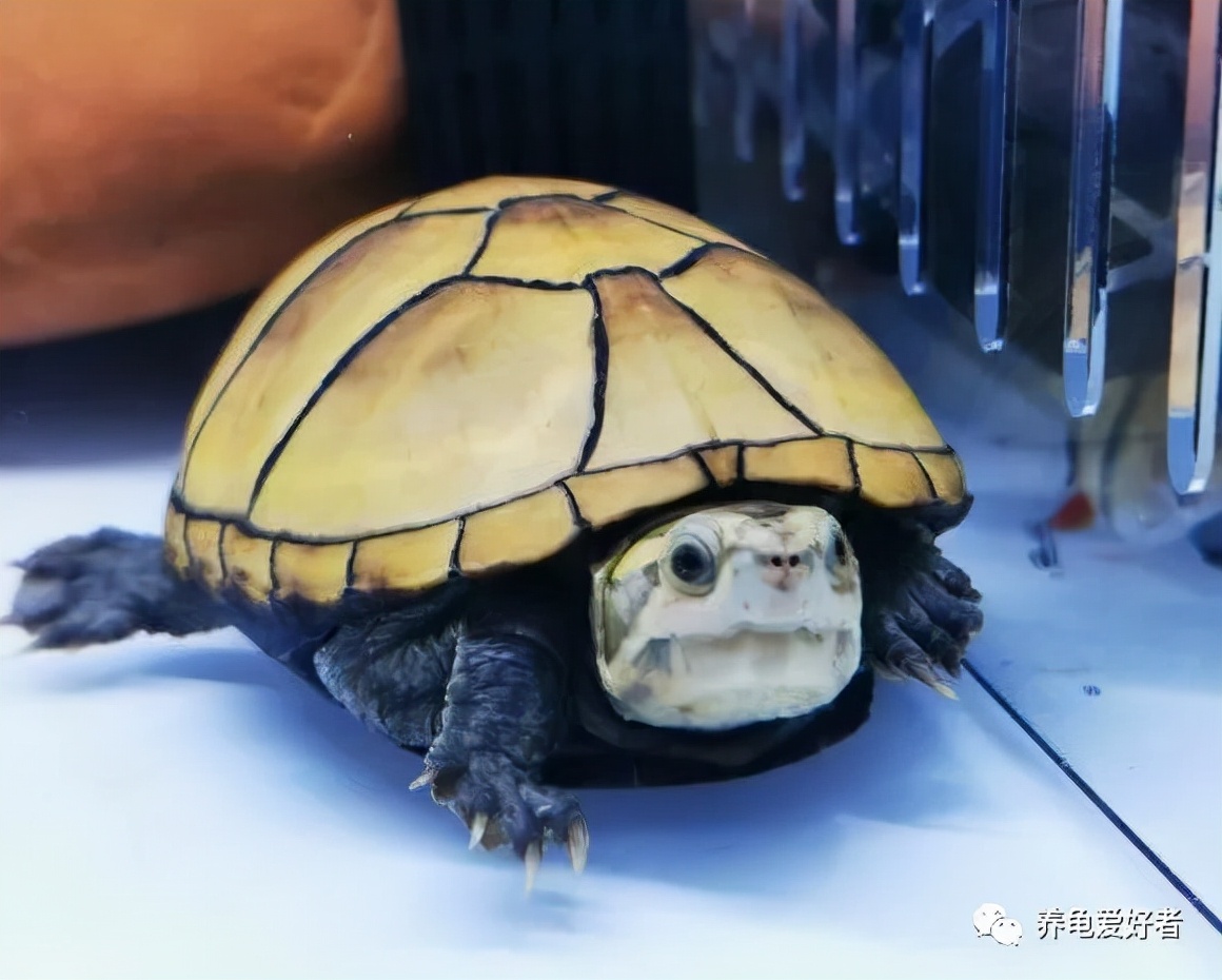 佛龟多晒太阳对养成高背有作用吗,龟怎么喂出高背