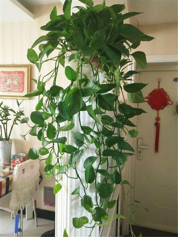 绿萝怎么样养才能长得大长得好,绿萝怎么养比较长得快