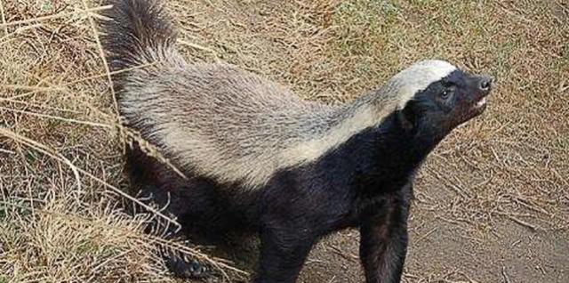 平头哥看见毒蛇扑上去,毒蛇闯入平头哥的地盘