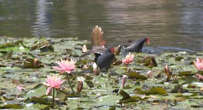 睡莲花开冬天,夏天睡莲开花了