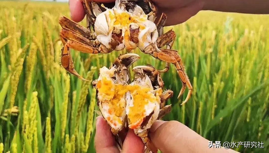 这几个水质指标切莫忽视!水草养护和水位调节需要警惕事项有哪些