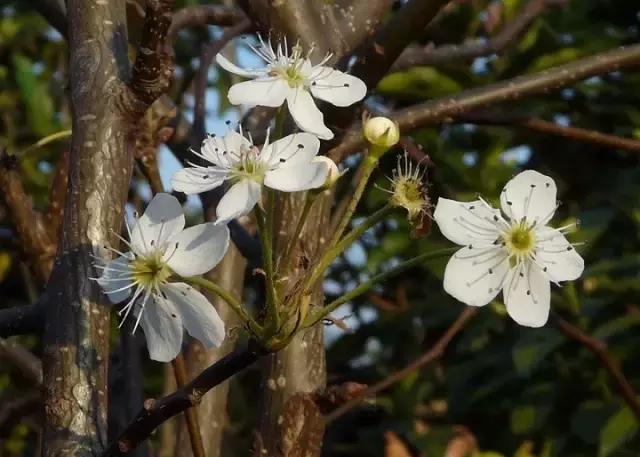 常见100种花卉介绍图片,四个季节开花的植物花卉有哪些