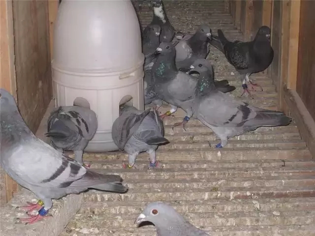 预防信鸽毛滴虫最好的方法,种鸽清理毛滴虫最佳时间