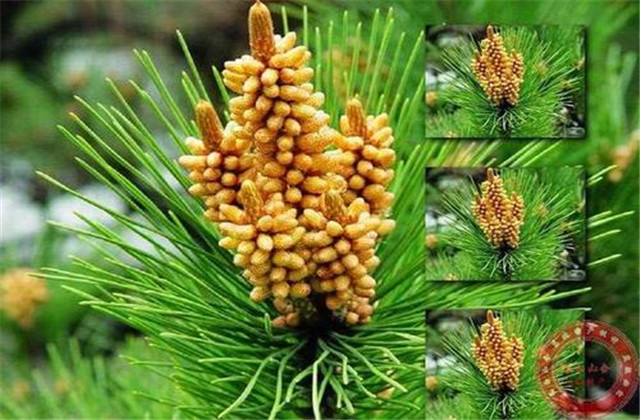 马尾松丰产栽培实用技术视频,马尾松树苗的栽培