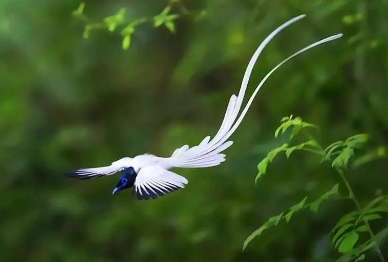 广东常见鸟类图谱和名称图文,东江揽胜鸟类