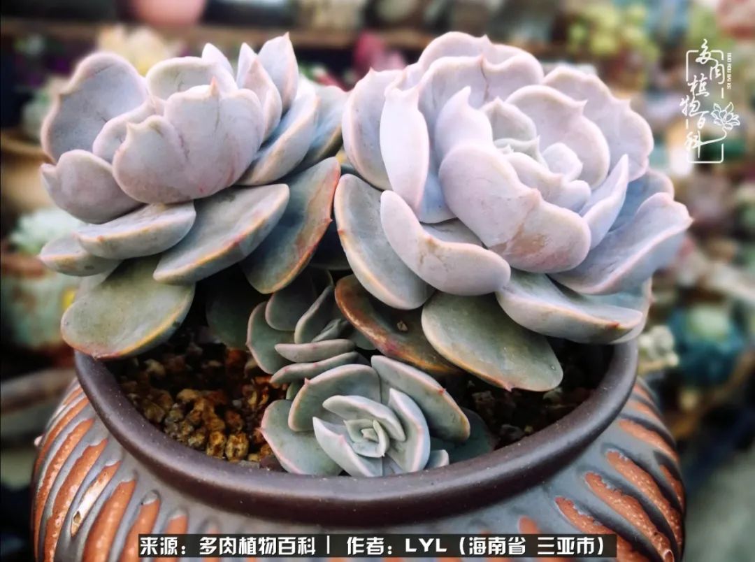 开挂区养多肉,非开挂区怎么把多肉养出状态