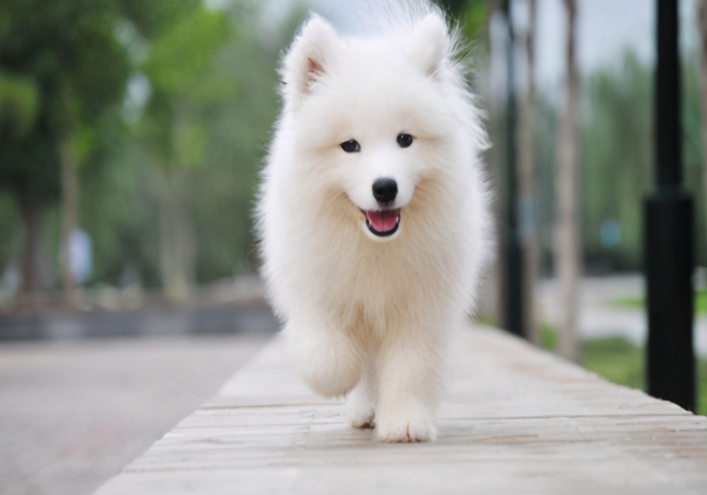 家有萌宠萨摩耶2,养萨摩耶幼犬需要注意什么