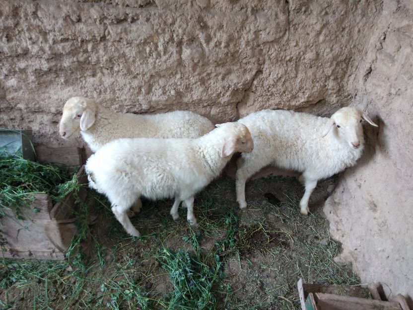 圈养繁育母羊需要多少成本就够了,散养区养10只母羊一年能挣多少钱