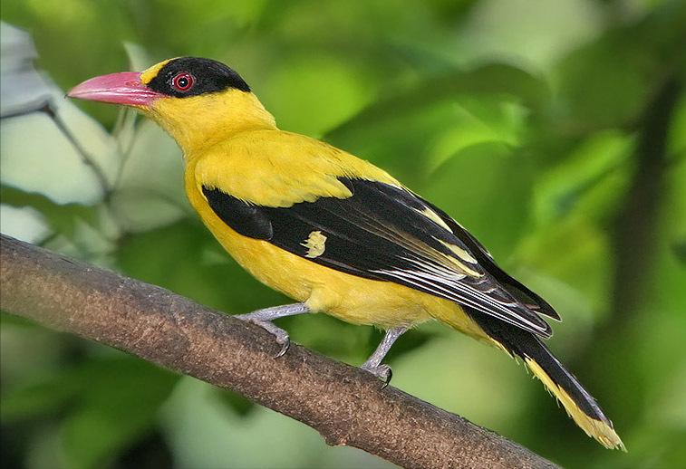 东江揽胜,惠州淡水常见鸟类图谱