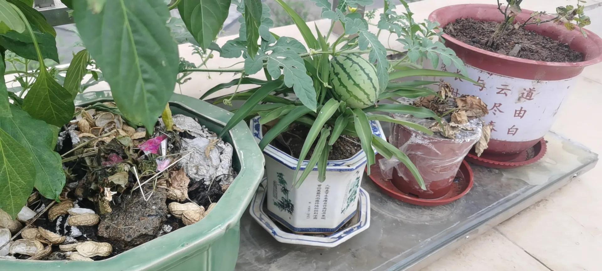 自己沤肥种花种菜的方法,养花用的酵素有哪些