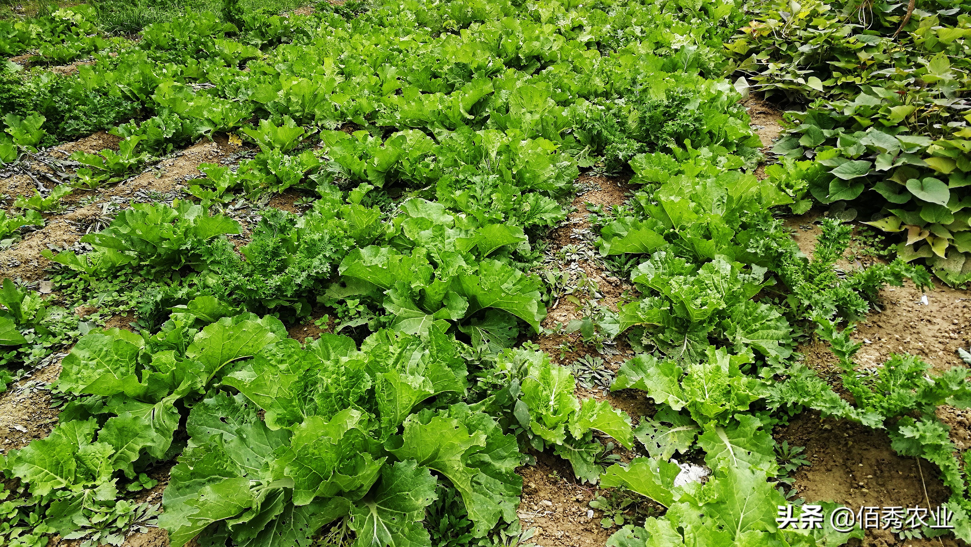 大白菜虫用什么药防治,不用农药蔬菜治虫方法