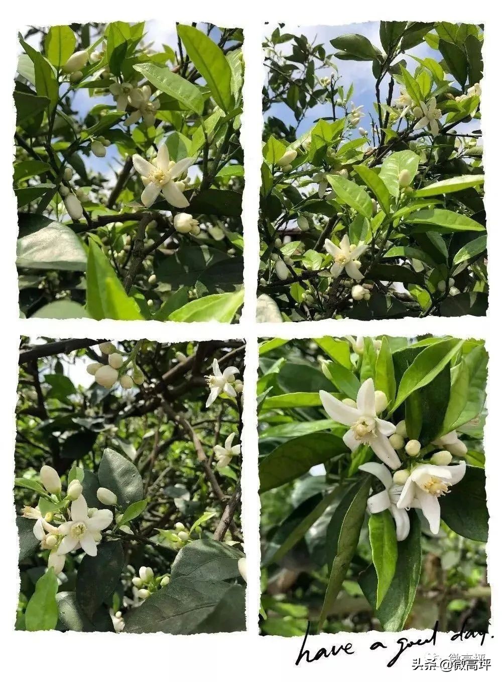 “橙”邀你来！赏橙花、溜滑道、摘樱桃，来高坪橙花节做最靓的崽儿···（内含超值福利）