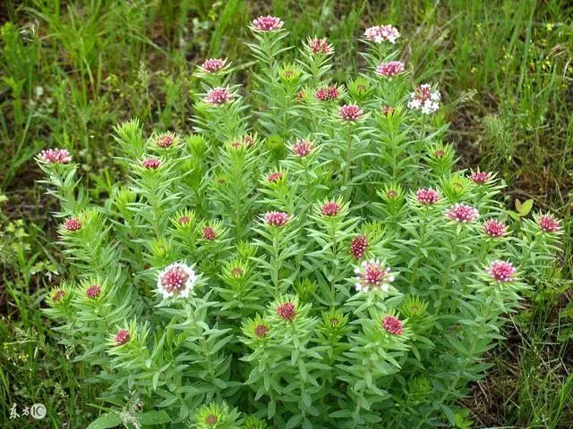 中兽医防治鸡病的药物,鸡专用常用兽药