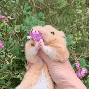 带仓鼠去公园赏花,鼠鼠无心赏花只想吃花朵,主人无奈又担心