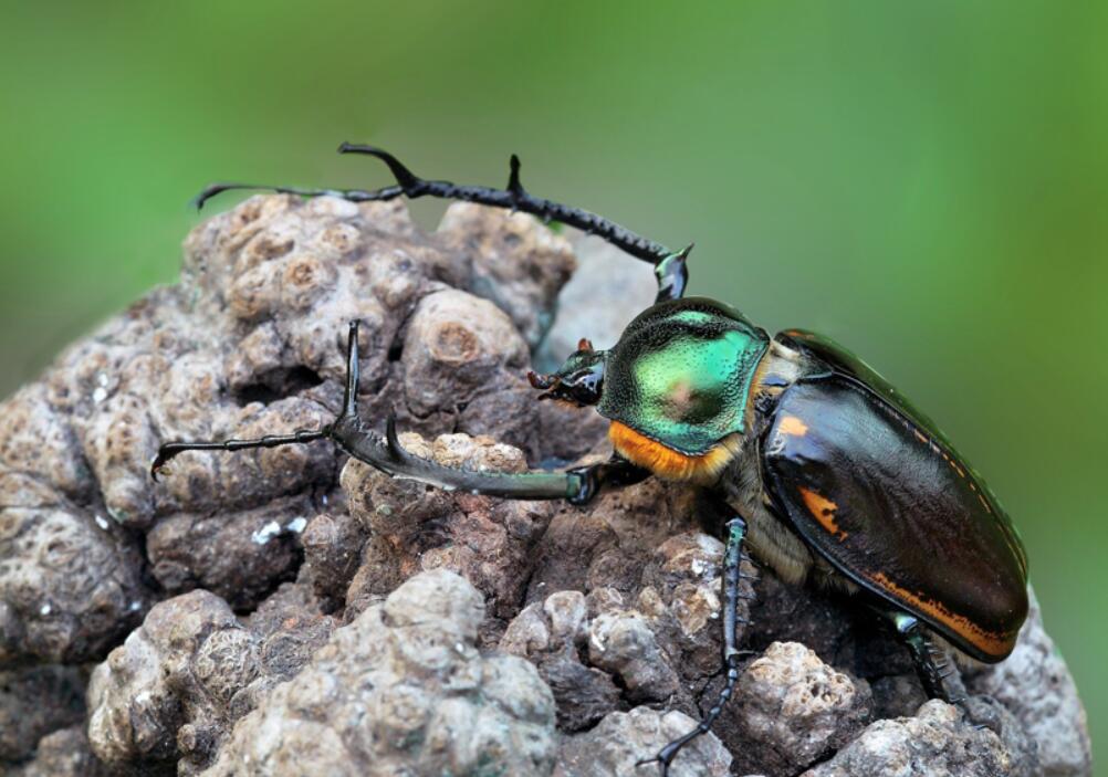 阳彩臂金龟灭绝原因,靖安县发现阳彩臂金龟