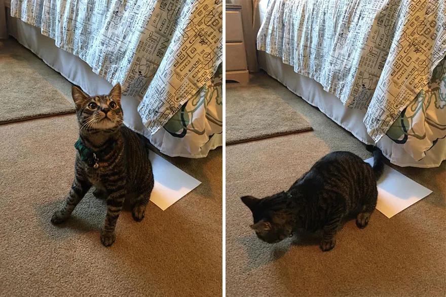 猫咪的菊花是否触碰到了家里的任一角落？一名小学生对此做了研究