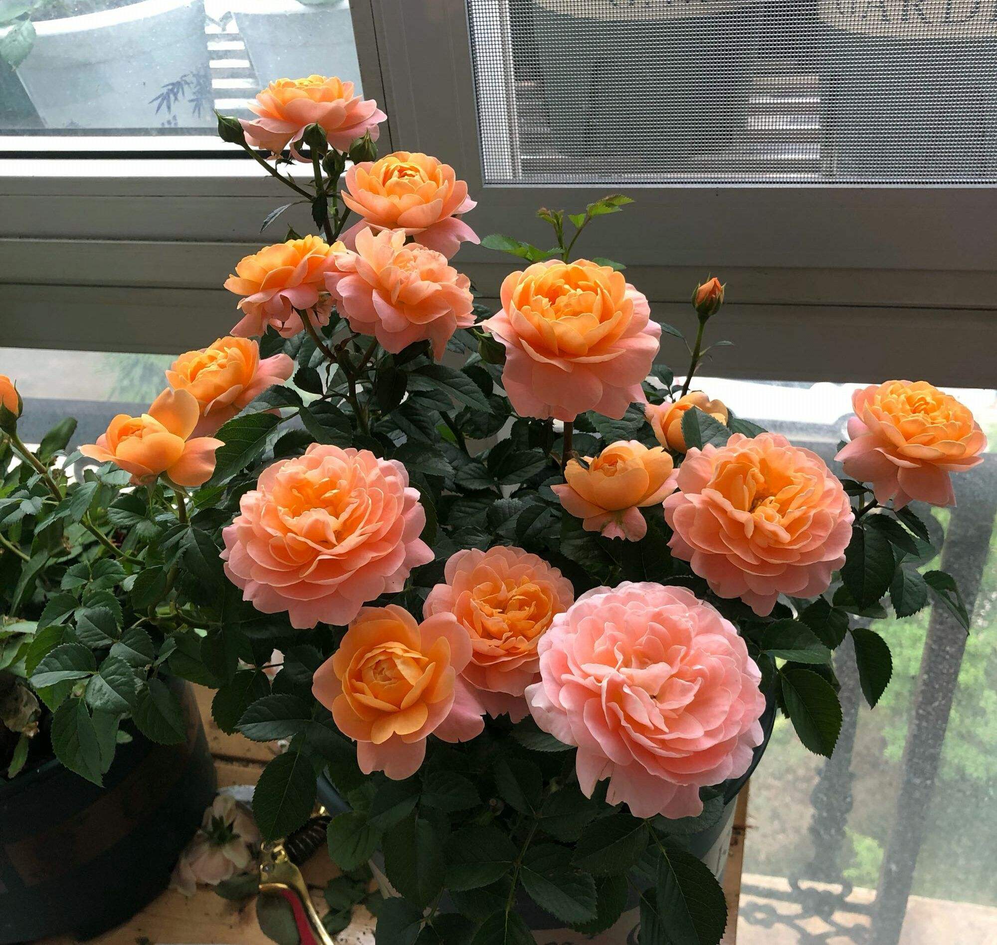 月季花黄叶怎么办？“3招”让它绿油油，变茂盛，花儿越开越多