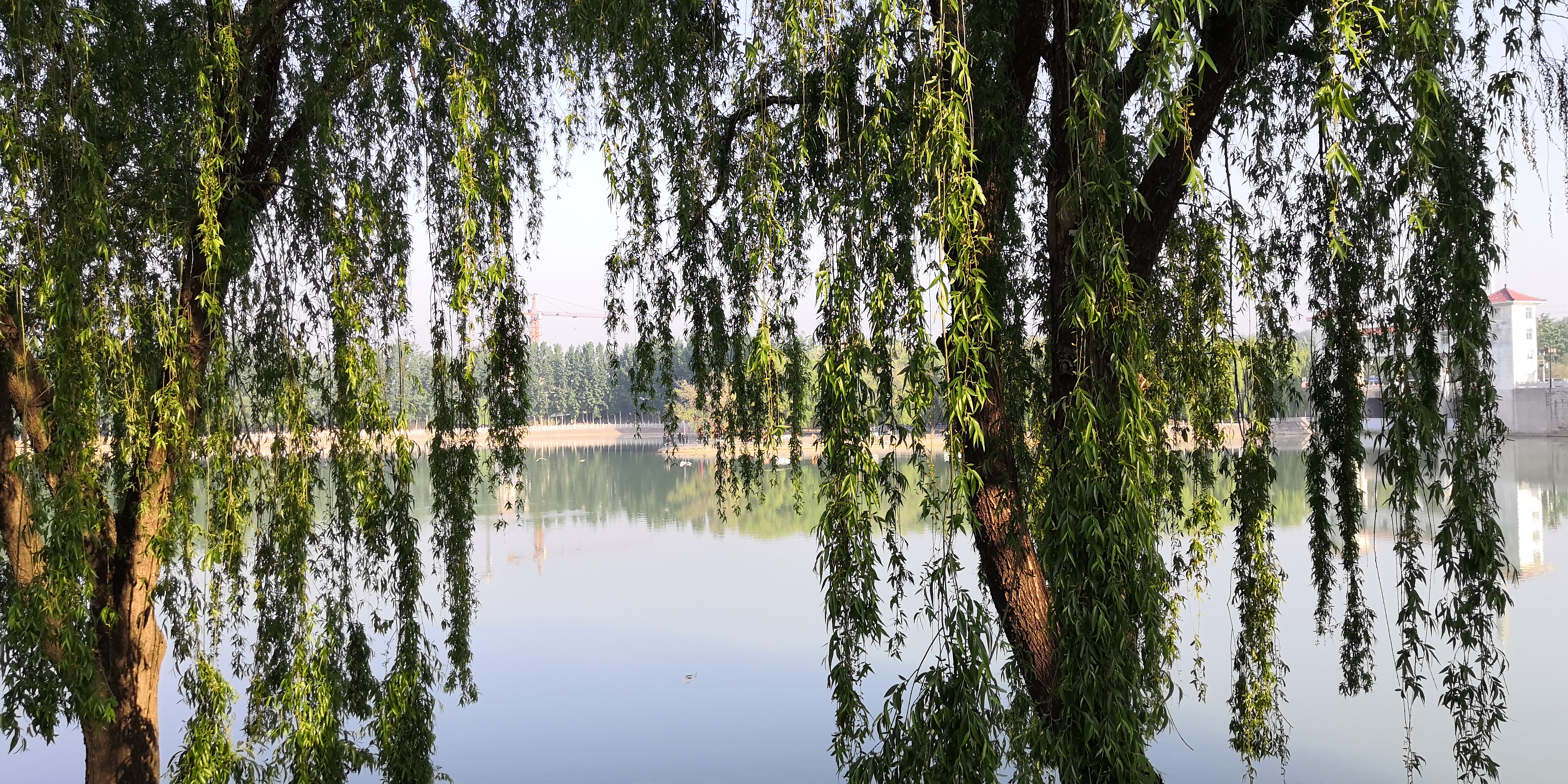 紫槐花最佳吃法,槐花丸子的吃法
