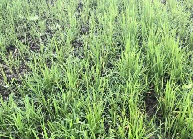 水稻直播除草技术大全,旱直播水稻二次封闭怎样用药