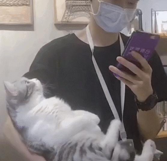 自从有了猫,自从有了猫以后好像变了一个人