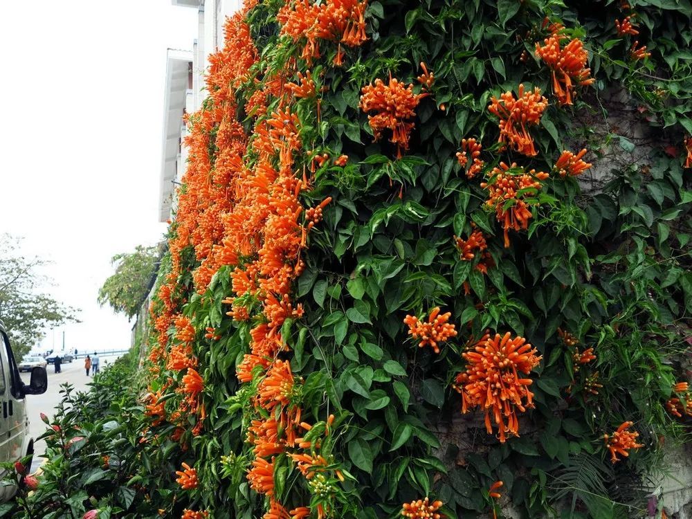 100种常见观叶植物图鉴史上最全,农村常见的100种植物