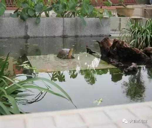 想养龟有什么讲究,想养陆龟你需要注意的十件事