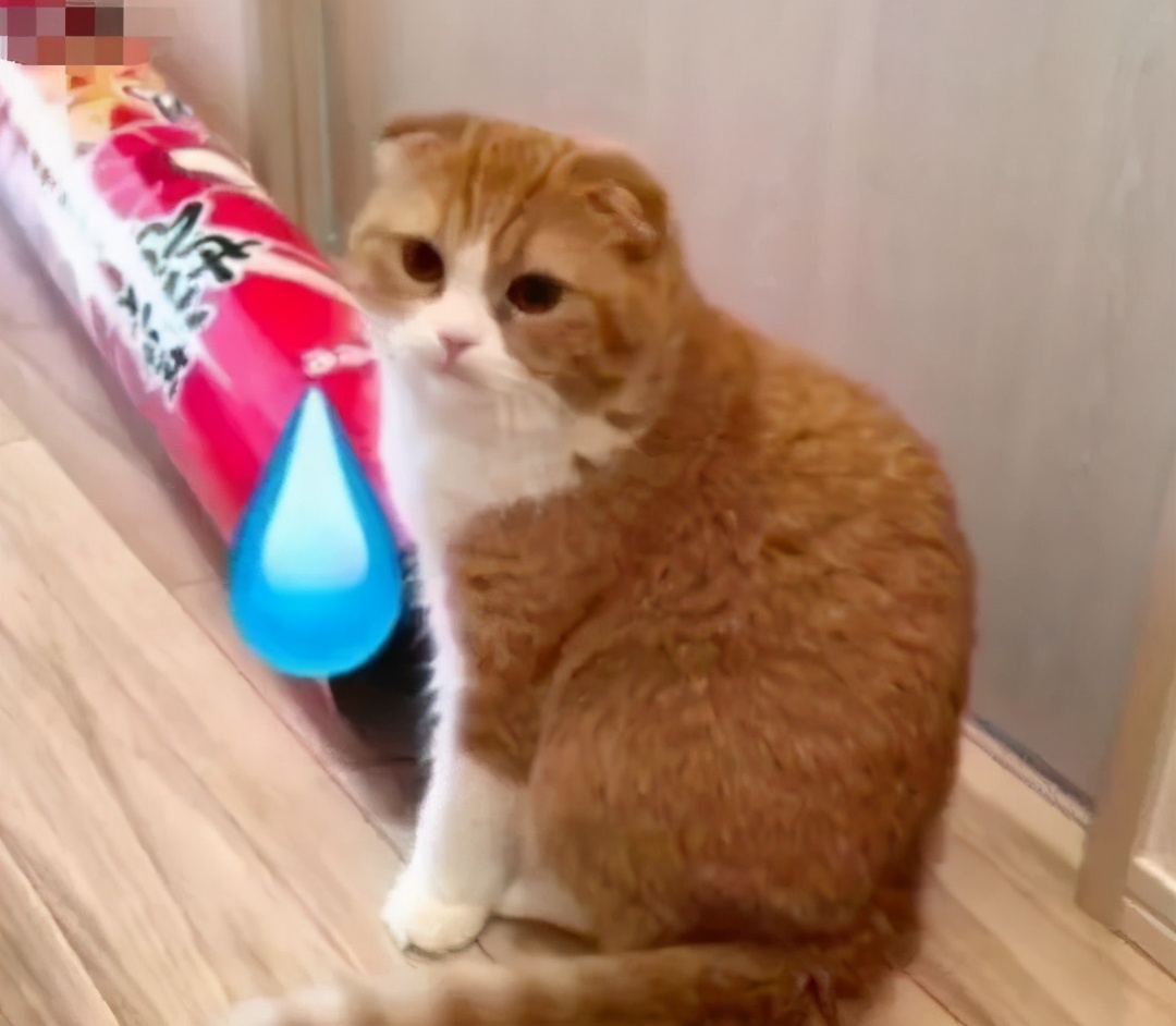 液体猫和橘猫,橘猫是液体猫吗