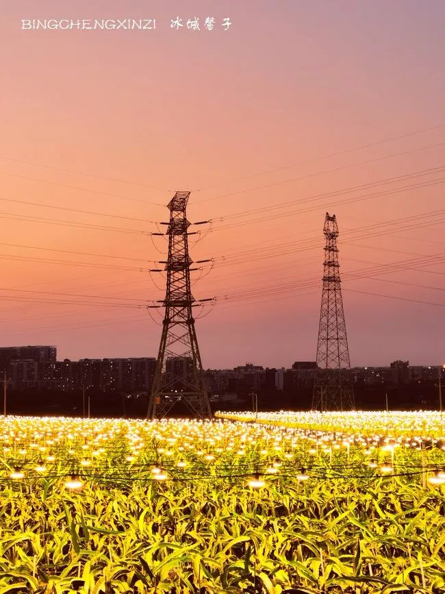 做把“村姑”,走进海南灯火灿烂的火龙果园