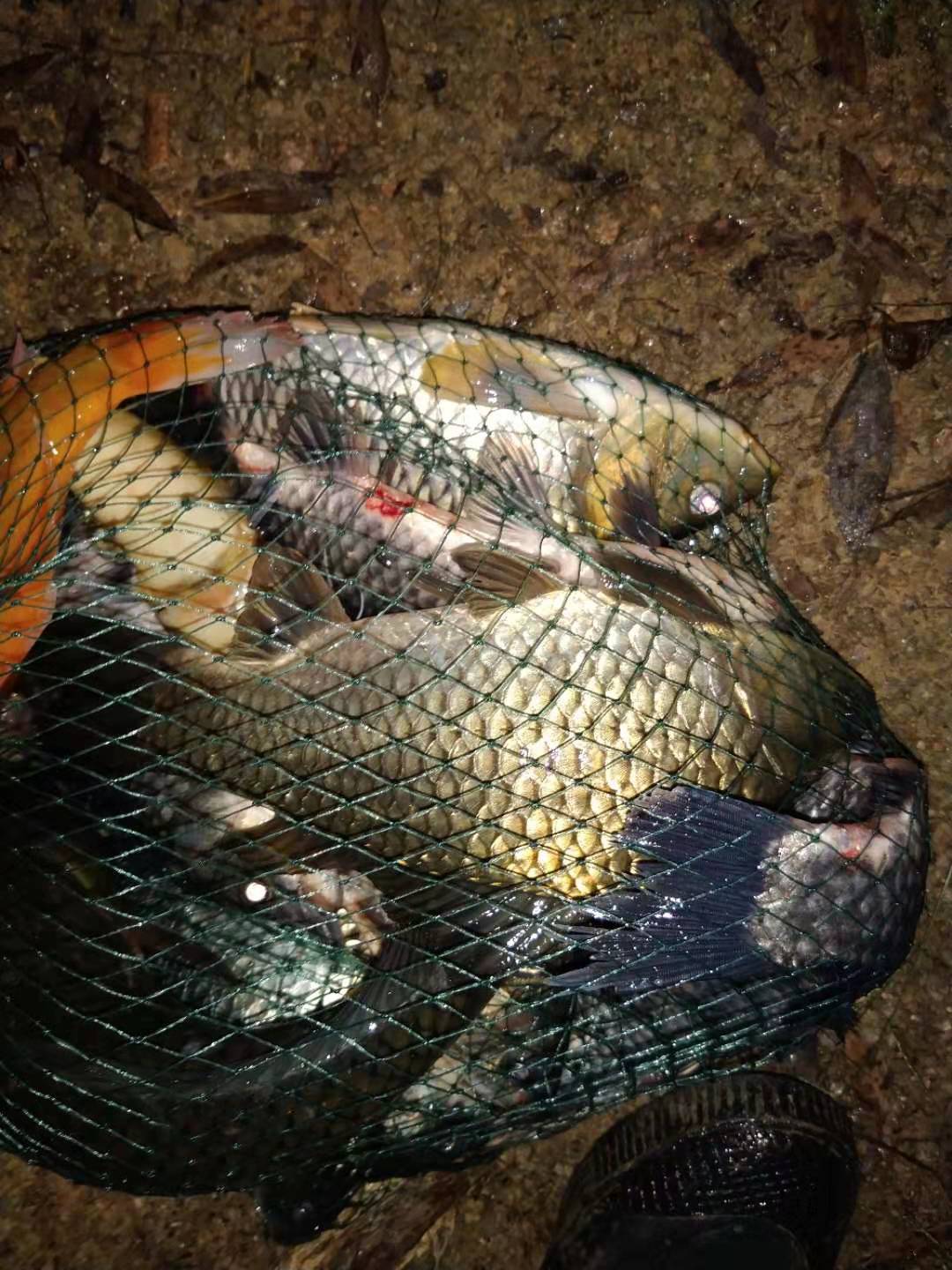 冬季钓鱼怎么避免小杂鱼,冬天闹小鱼严重的地方如何钓鲫鱼