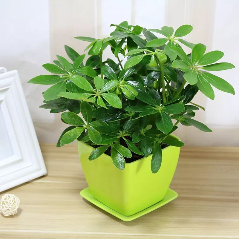 100种常见观叶植物图鉴史上最全,农村常见的100种植物