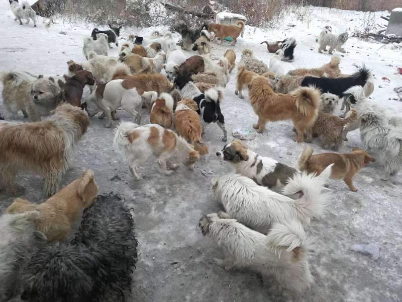 藏獒救主人感人瞬间,救助站救了一只被关多年的藏獒