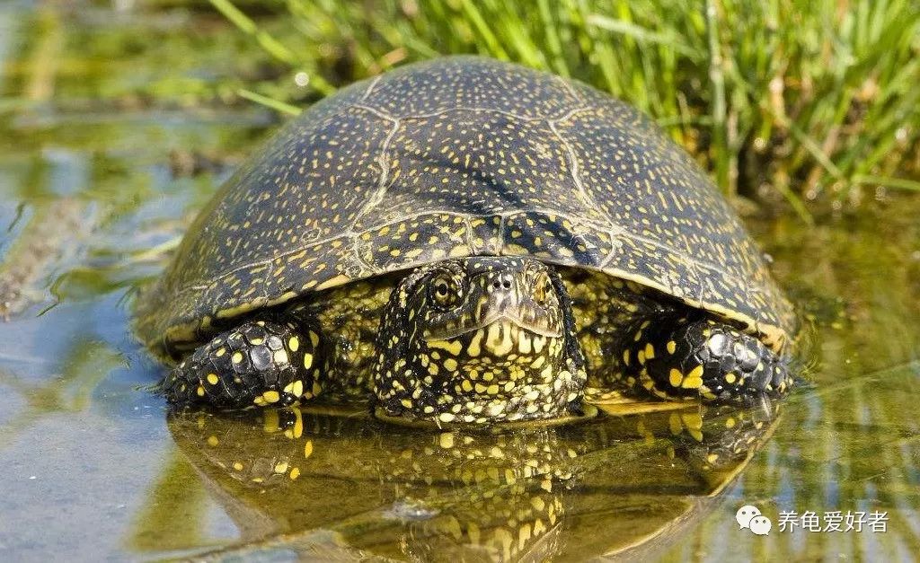 花龟冬眠与死亡的区别,龟冬眠醒后不吃食什么原因