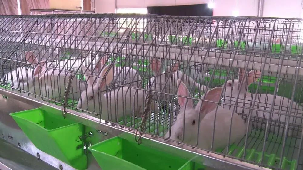 上万只兔子“搬新家”？肇庆这个项目有新进展！全部投产后将实现年产值1.3亿……