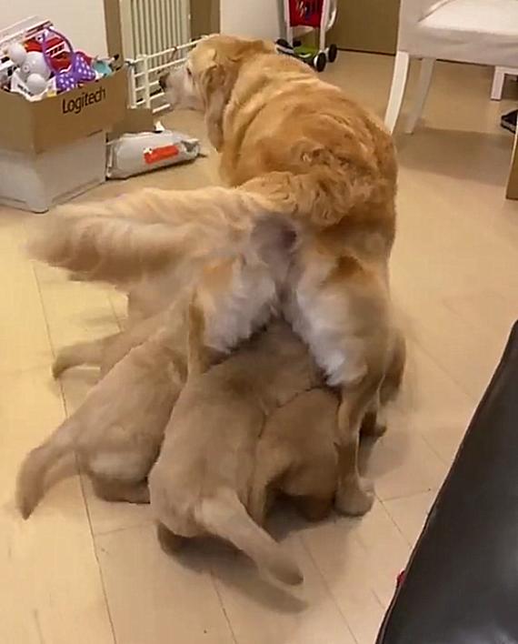 家中金毛生了一窝狗崽，每次喂奶都寸步难行，真是一个头两个大