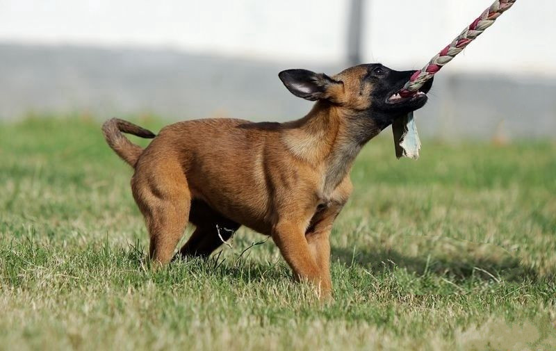 在狗市挑一只双血统马犬,小马犬怎么挑好的狗粮呢