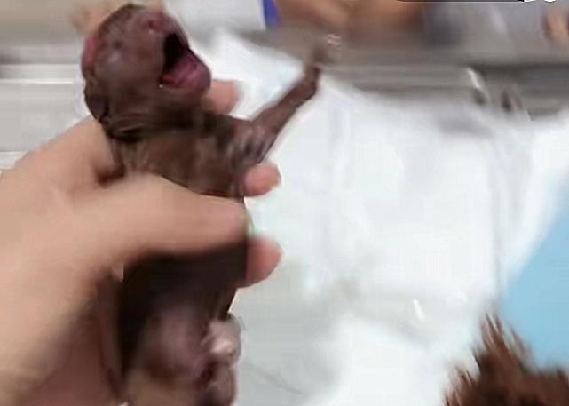 泰迪生小狗难产,泰迪剖腹产医生说小狗死了