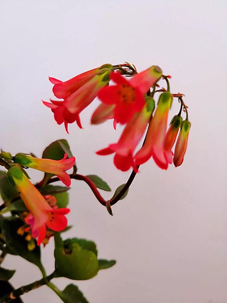 宫灯长寿花开花香吗,宫灯长寿花重瓣好养吗