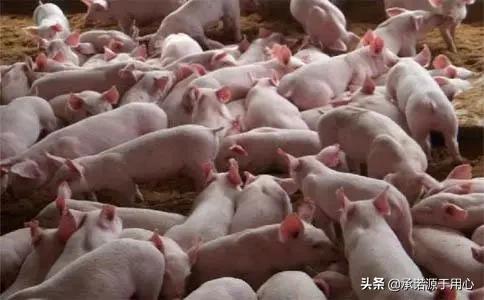 断奶仔猪的三大禁忌,断奶仔猪常见疾病预防保健治疗