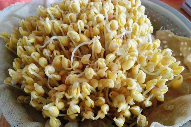 如何用豆芽盆发豆芽,无土栽培发豆芽