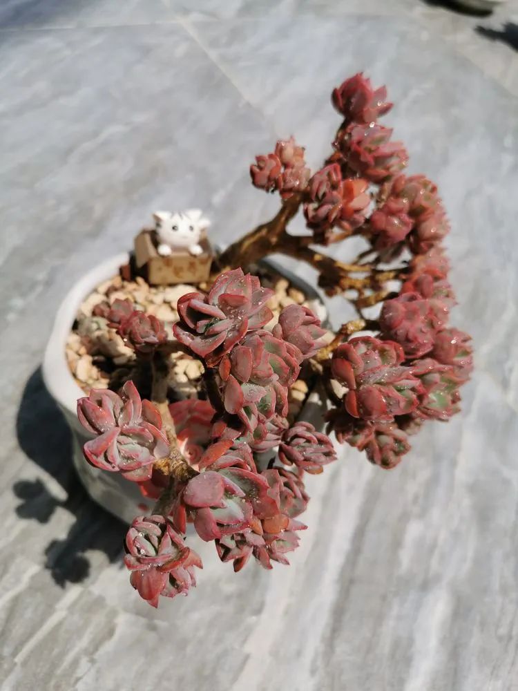 适合从小养到大的多肉,由小到大由浅入深