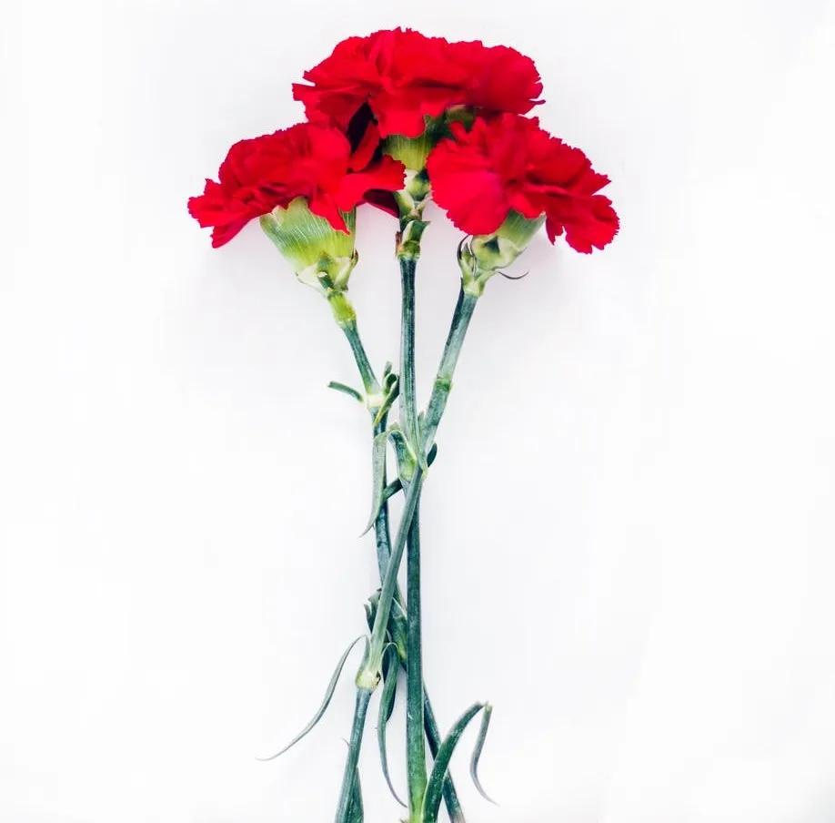 十首最温柔的诗歌,最温柔的古诗