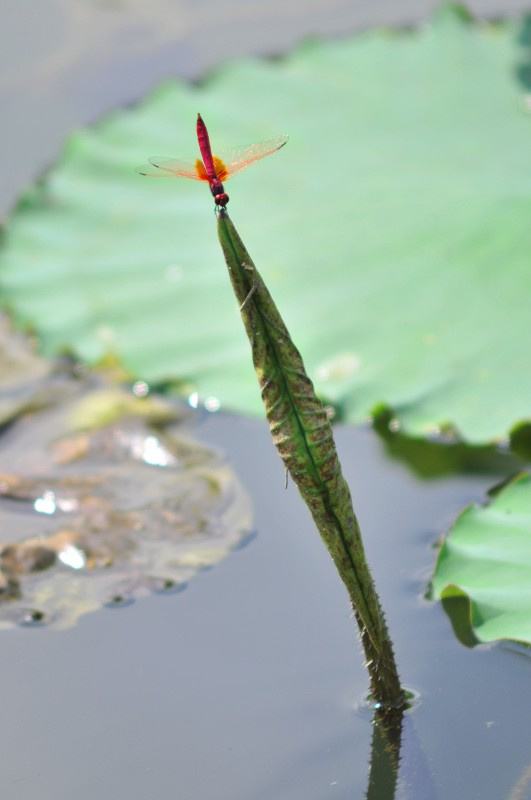 杨万里写荷花的诗小荷才露尖尖角,杨万里小荷才露尖尖角什么意思
