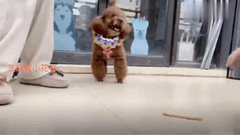 泰迪狗狗护食的正确教育方法,狗狗护食咬人行为纠正方法